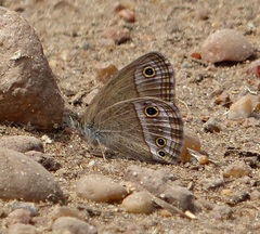 Stegosatyrus periphas