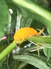 Phragmidium mucronatum