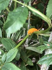 Phragmidium mucronatum