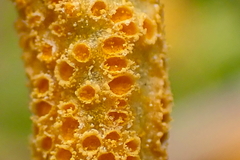 Puccinia jonesii