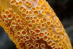 Puccinia jonesii