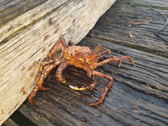 Leptomithrax gaimardii