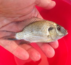 Sarotherodon melanotheron