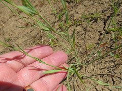 Polygonum argyrocoleon