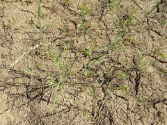 Polygonum argyrocoleon