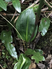 Prescottia stachyodes