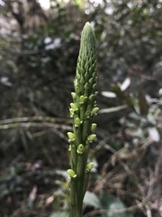 Prescottia stachyodes