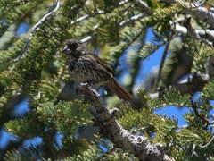 Passerella iliaca stephensi