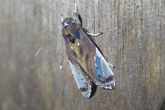 Bertholdia albipuncta