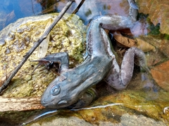 Leptodactylus latrans