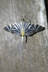 Spilomela perspicata