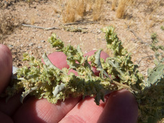 Atriplex elegans