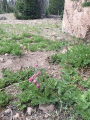 Geum triflorum ciliatum