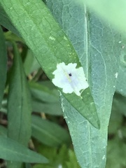 Calycomyza promissa