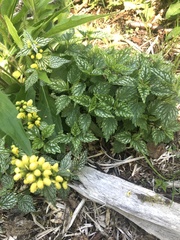 Lamium galeobdolon flavidum