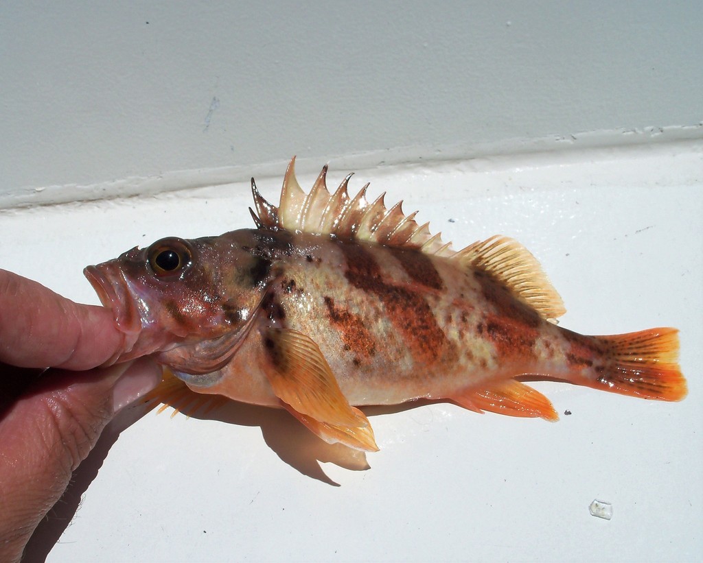 calico rockfish