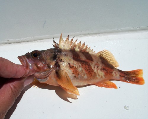 Calico rockfish (Sebastes dallii) — Sebastidae — 3