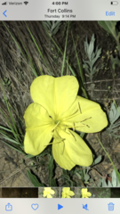 Oenothera howardii