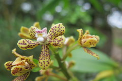 Prosthechea crassilabia