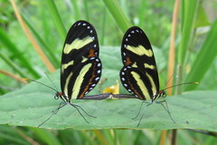 Mechanitis menapis mantineus