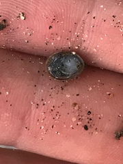 Crepidula convexa