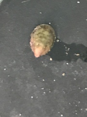 Crepidula convexa