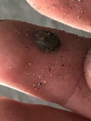Crepidula convexa