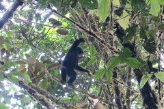 Ateles fusciceps fusciceps