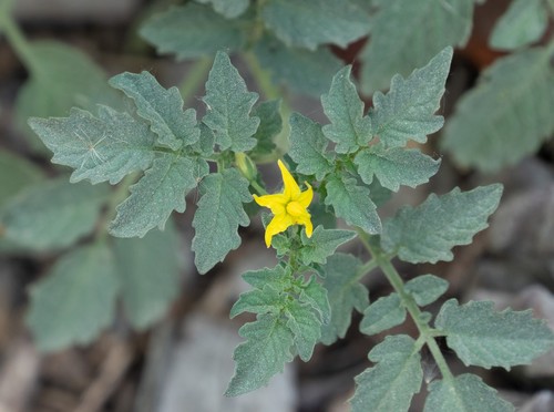 iNaturalist observation photo of tomato