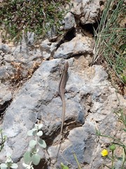 Podarcis cretensis