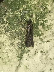 Macrostemum carolina