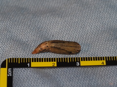 Pingasa ruginaria pacifica