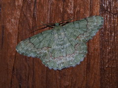 Pingasa ruginaria pacifica