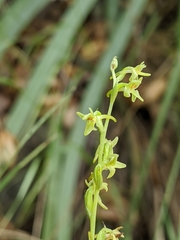 Platanthera cooperi