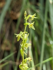 Platanthera cooperi