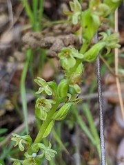 Platanthera cooperi