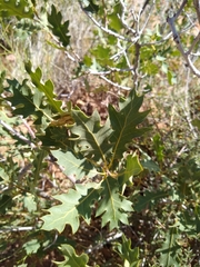 Quercus welshii