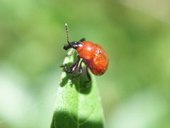 Synolabus nigripes