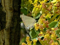 Allosmaitia strophius