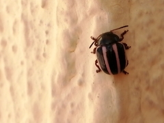 Leptinotarsa tlascalana