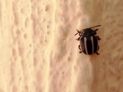 Leptinotarsa tlascalana