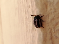 Leptinotarsa tlascalana