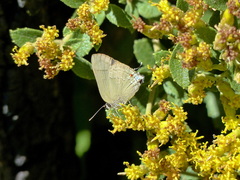 Allosmaitia strophius