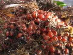 Metandrocarpa protostigmatica