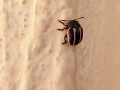 Leptinotarsa tlascalana