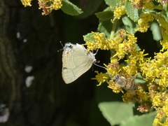 Allosmaitia strophius