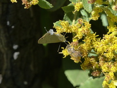 Allosmaitia strophius