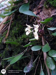 Specklinia grobyi
