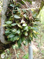 Specklinia grobyi
