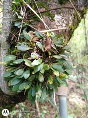 Specklinia grobyi